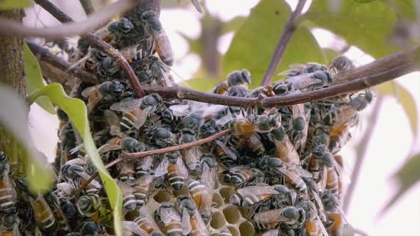 Close Shot of a Bee Colony Swarming Over the Top  Honeycomb Structure alt