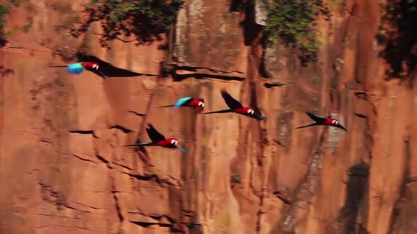 Scarlet Macaw Ara Birds in Flight