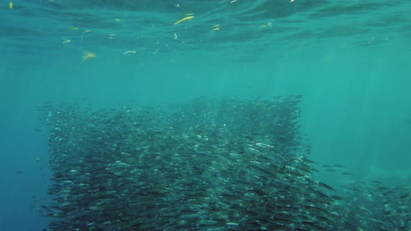 Shoal of Sardines in the Sea alt