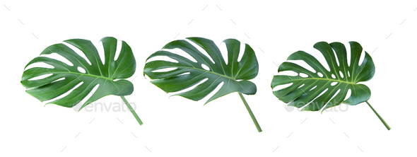 three tropical jungle Monstera leaves on white background