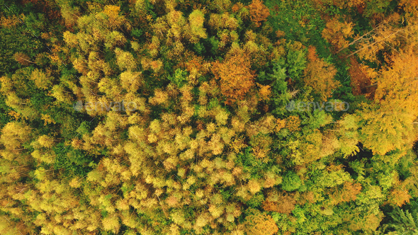 Top down aerial sun mountain forest. Nobody nature landscape at autumn sunny day. Green, yellow tree - Stock Photo - Images