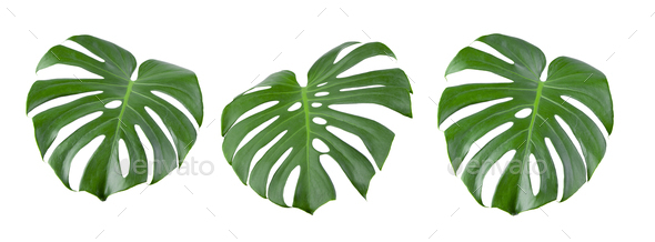 tropical jungle Monstera leaves isolated on white background