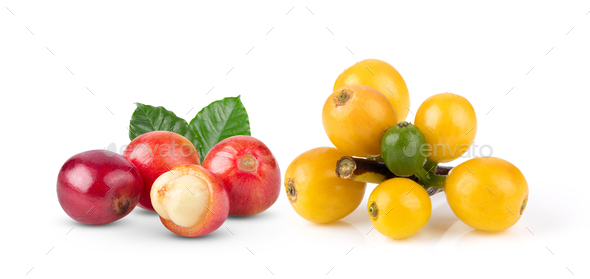 Red coffee beans ripe and unripe berries isolated on white background