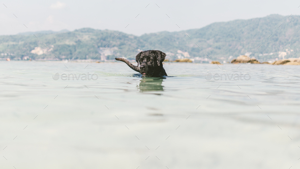 Black dog swimming in clear blue water in Paradise beach, Phuket