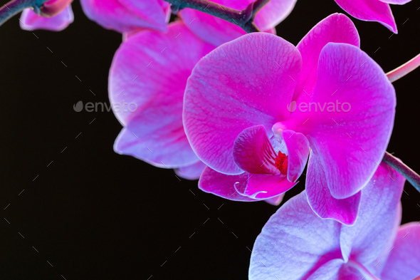 Branch of orchid flowers on dark background in neon light Stock Photo by  FabrikaPhoto