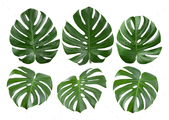 tropical jungle Monstera leaves isolated on white background