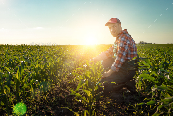 Middle age male caucasian maize farmer kneeled for inspection corn stalks