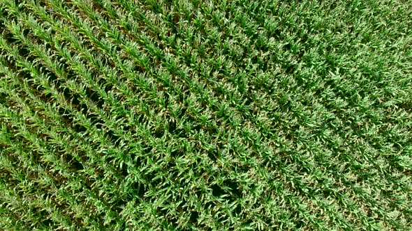 Cornfield. The Field on the Background of the Grain Elevator. View From the Top. Rows of Corn Shoots