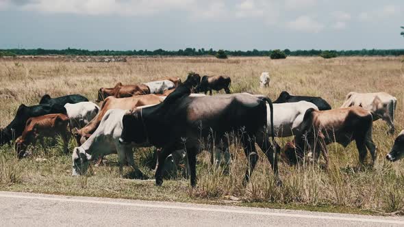 Herd of African Humpback Cows Walking at the Side of the Asphalt Road Zanzibar alt