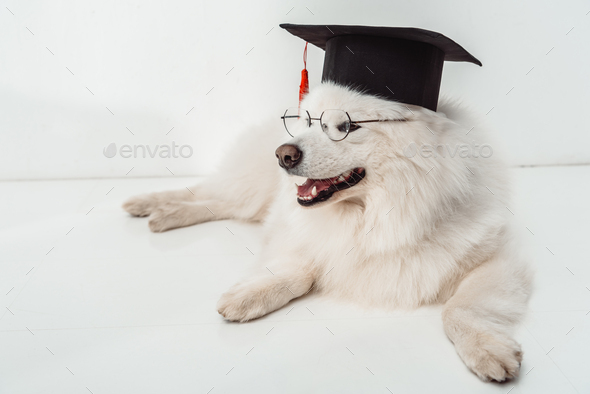 furry samoyed dog in square academic cap and eyeglasses lying on white