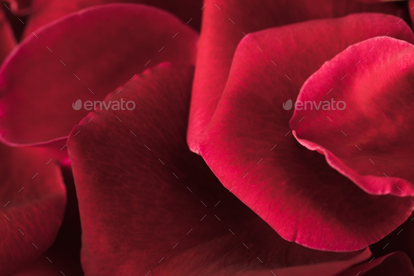 close up view of red roses petals texture Stock Photo by