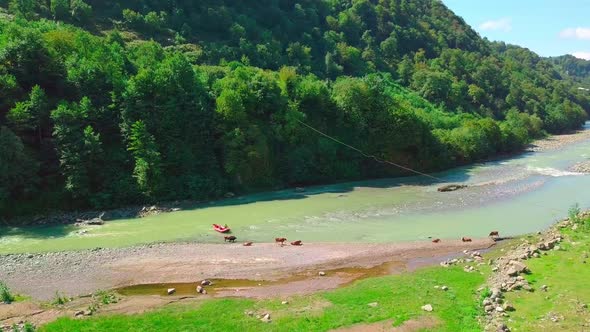 athletes are rafting on raft on mountain river . Mountains, cows graze on shore alt