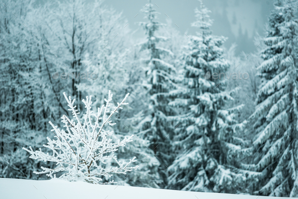 Small fragile tree covered with hoarfrost - Stock Photo - Images