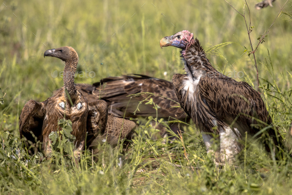 African vultures size comparison Stock Photo by CreativeNature_nl ...