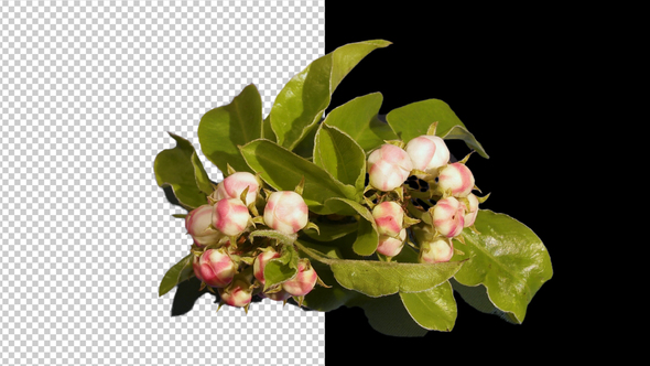 Spring Flowering of Apple or Cherry Trees