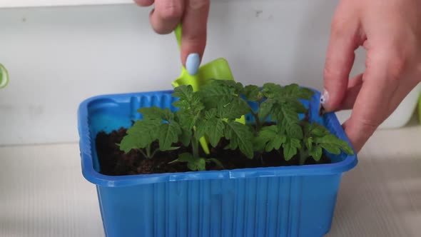 A Woman Digs Up Sprouts Of Tomato Seedlings For Transplanting. Garden In The Apartment. alt