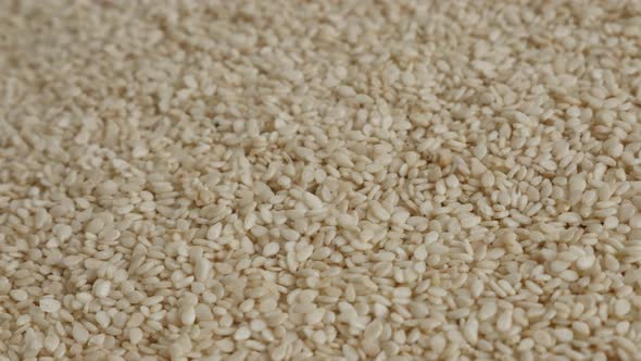 Lot of sesame Sesamum indicum seed  4K video alt