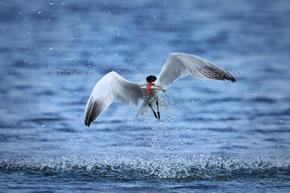 Caspian tern (Hydroprogne caspia) - Stock Photo - Images
