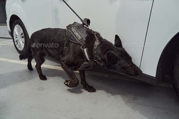 Sniffer dog or detection dog inspecting car at airport