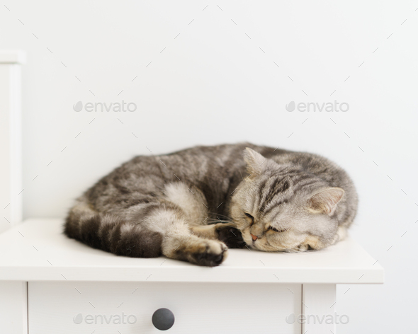Gray striped domestic cat, Scottish, sleeping on white bedside table in white Scandinavian room - Stock Photo - Images