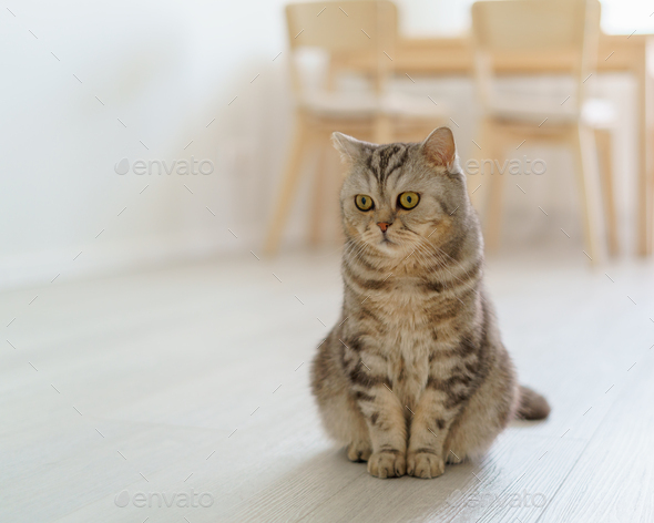 Scottish hungry cat wants to eat, looking pitifully kitten siting in kitchen floor and waiting - Stock Photo - Images