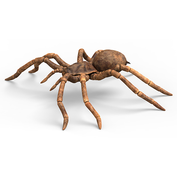 Tarantula Spider With - 3Docean 33195558