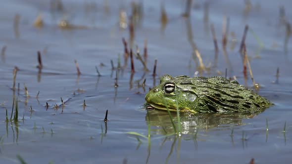 Mating African Giant Bullfrogs  alt