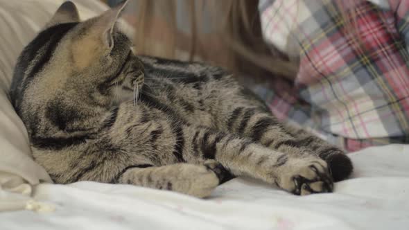 Young tabby cat has to share bed with human medium shot alt