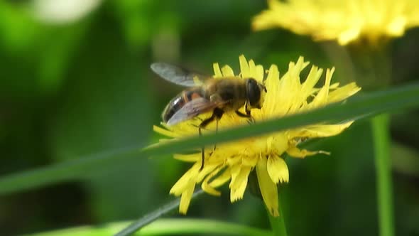 Bee collecting pollen on a windy spring day alt