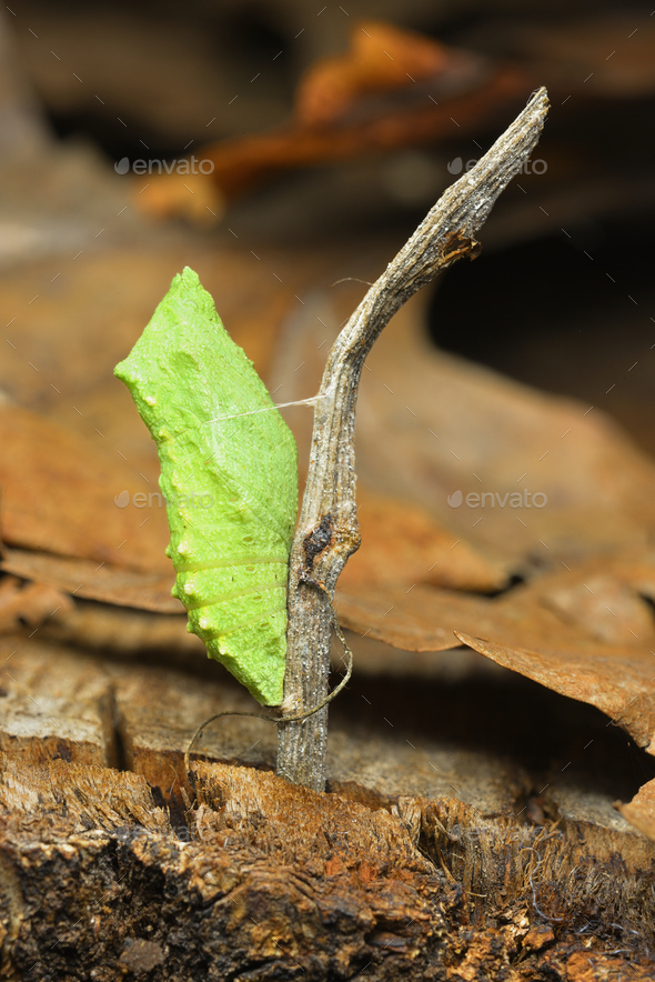 Tropical butterfly cocoons chrysalis, hanging from a twig and ready to hatch. - Stock Photo - Images