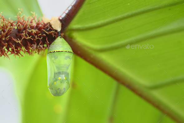 Tropical butterfly cocoons chrysalis, hanging from a leaf and ready to hatch. - Stock Photo - Images