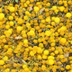 Carpet of fallen yellow mimosa flowers on ground - PhotoDune Item for Sale