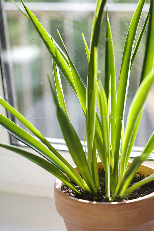Sansevieria parva (Kenya Hyacinth) in a clay terracotta flower pot