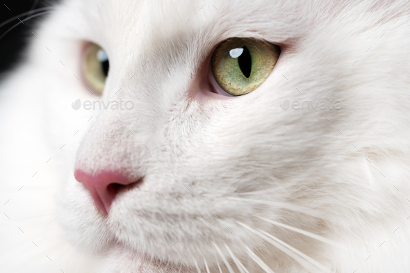 Extreme Close-Up Portrait of Maine Shag Cat with Big Eyes and Pink Nose Looking - Stock Photo - Images