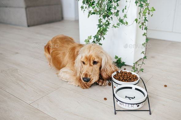 cocker spaniel feeding bowls