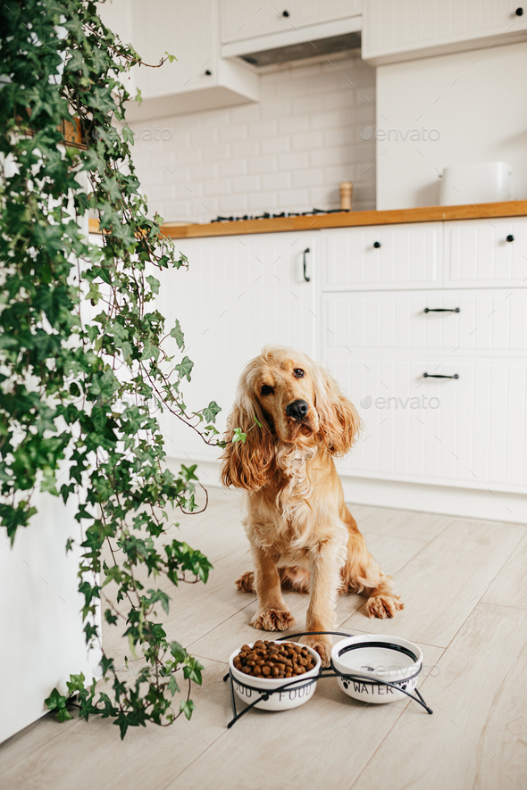cocker spaniel dog bowl