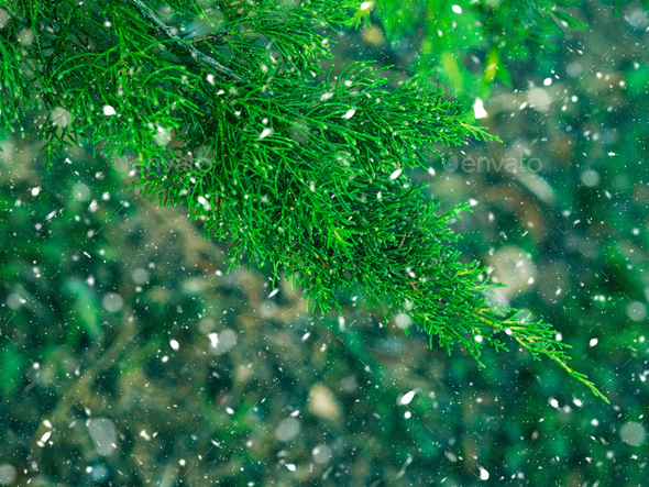 Green fir tree winter christmas background