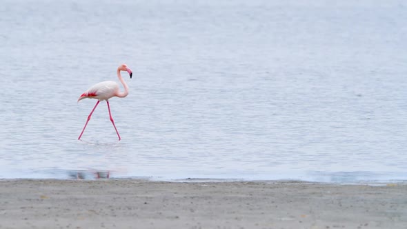 Flamingo Walk in Shallow Water Wild Greater Flamingo in the Salt Lake Nature Wildlife Safari  Shot alt