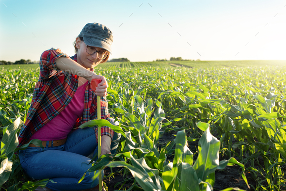 Middle age female caucasian maize farmer with tape measure kneeled for inspection corn stalks