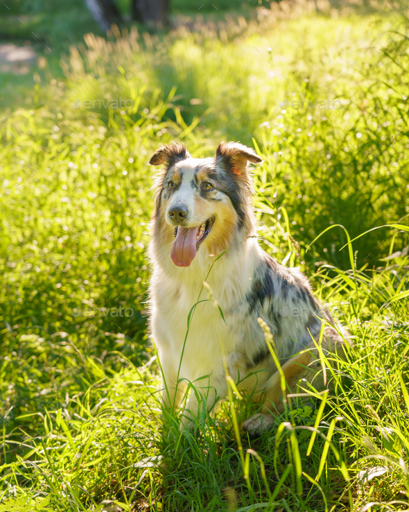 Lovely dog Australian Shepherd sitting in grass with tongue out and resting after morning walk in - Stock Photo - Images