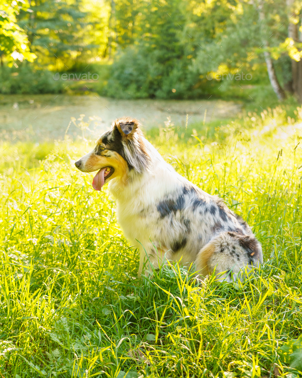 Lovely dog Australian Shepherd sitting in grass with tongue out and resting after morning walk in - Stock Photo - Images