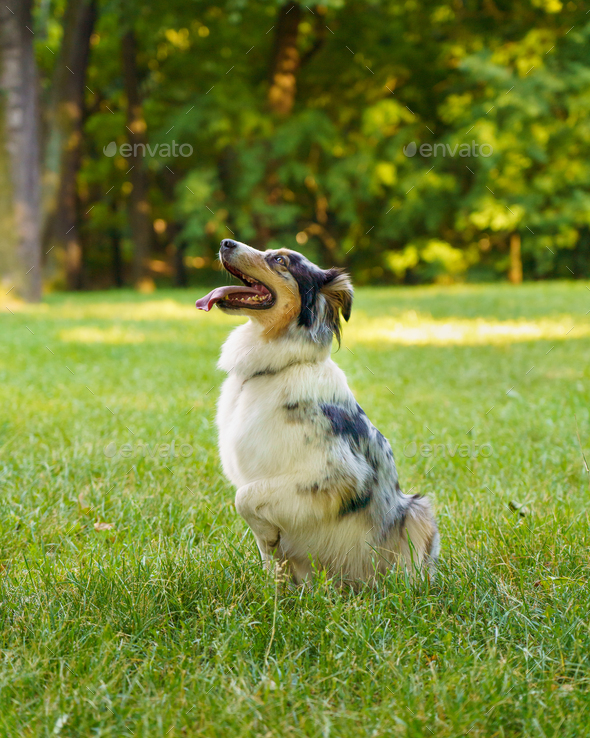 Lovely dog Australian Shepherd sitting in grass with tongue out and resting after morning walk in - Stock Photo - Images