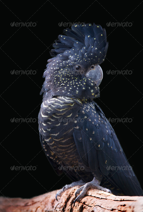 black cockatoo portrait - Stock Photo - Images
