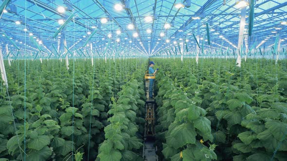 Greenhouse with a Female Employee Taking Care of Green Plants alt