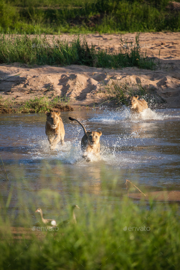 A pride of lions, Panthera leo, run through a river