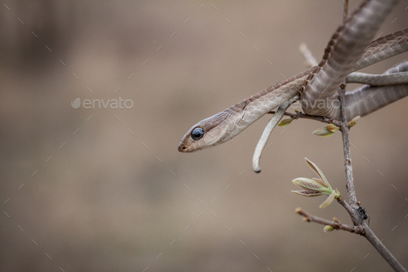 A Boomslang, Dispholidus typus, watches out from a tree - Stock Photo - Images