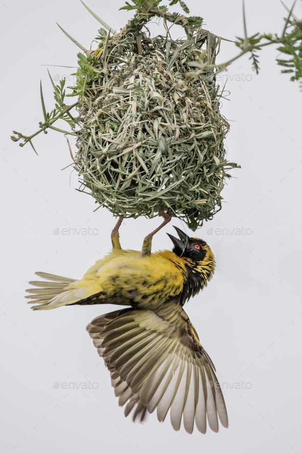 A village weaver, Ploceus cucullatus, hangs from its nest - Stock Photo - Images
