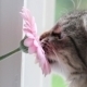 Cat and Flower (2-Pack) Cat and Flower (2-Pack) - VideoHive Item for Sale