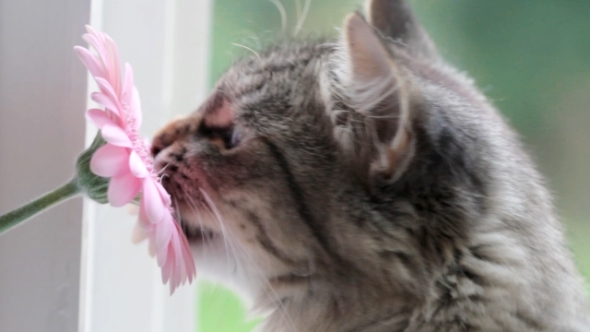 Cat and Flower (2-Pack)