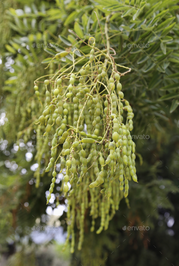 Fruits of Styphnolobium japonicum or Sophora japonica - Stock Photo - Images